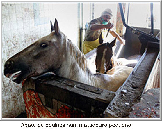 O Abate de Cavalos no Rio Grande do Sul