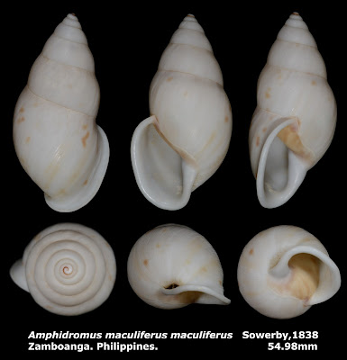 Amphidromus maculiferus maculiferus 54.98mm
