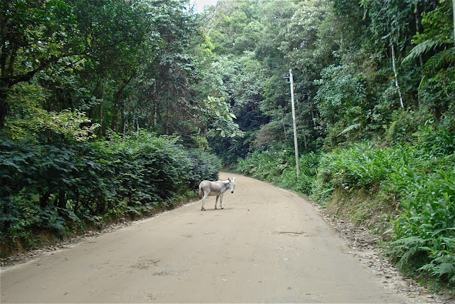 Jumento. Foto de Marcelo Migliaccio