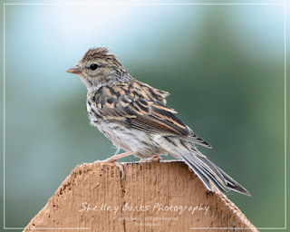Juvenile Chipping Sparrow. Copyright © Shelley Banks, All Rights Reserved. Juvenile Chipping Sparrow. Copyright © Shelley Banks, All Rights Reserved.