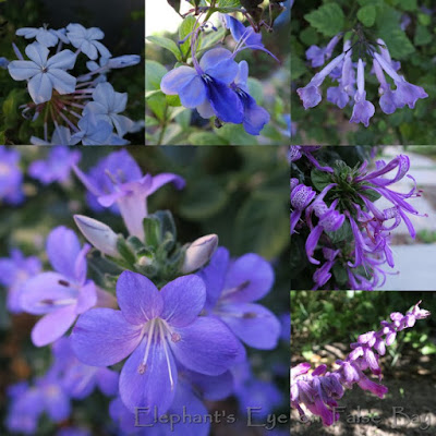 April purple flowers
