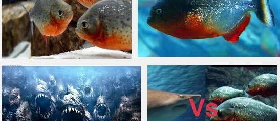 Ini Dia Tips Cara Merawat Ikan Piranha Di Akuarium yang Sangat Mudah