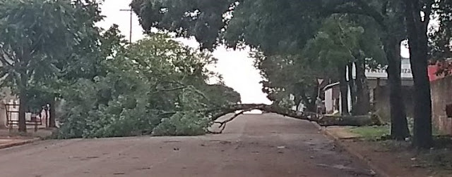 Vento forte derruba árvores em Roncador