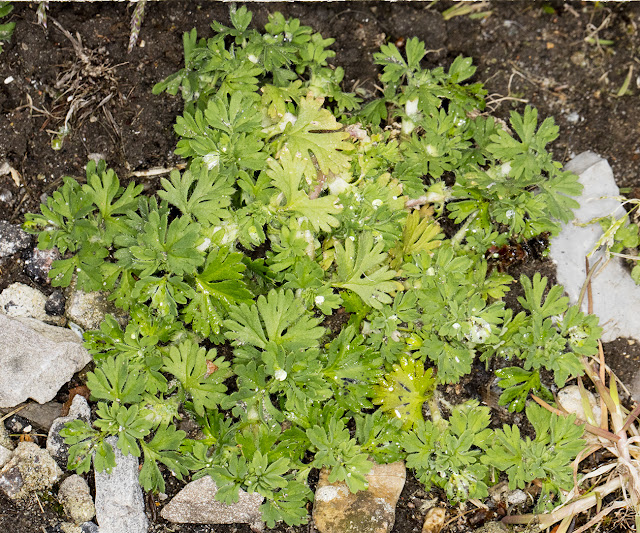 Parsley-piert, Aphanes arvensis agg. Bourne Way, Hayes, 9 April 2016. Parsley-piert, Aphanes arvensis agg. Bourne Way, Hayes, 9 April 2016.
