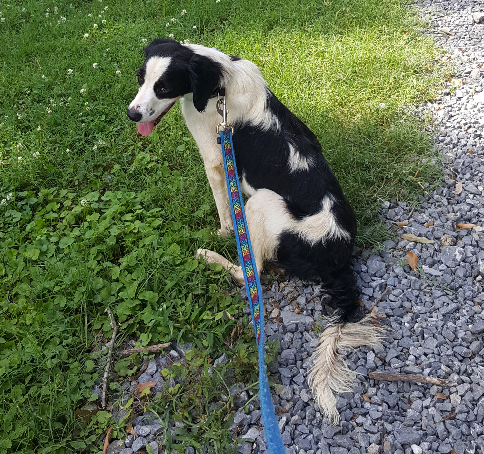 Its A Dogs World Its A Dogs World
