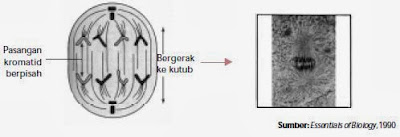 Tahap anafase Tahap anafase