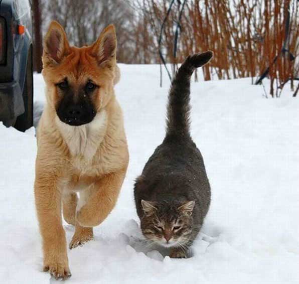  Kata siapa kucing dan anjing tidak bisa bersahabat 