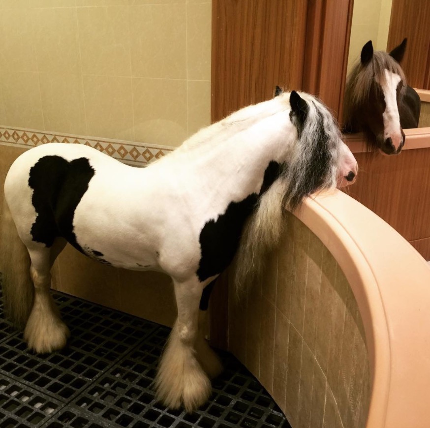 inside The world's most luxurious horse stable in Dubai Viral Mag Dubai