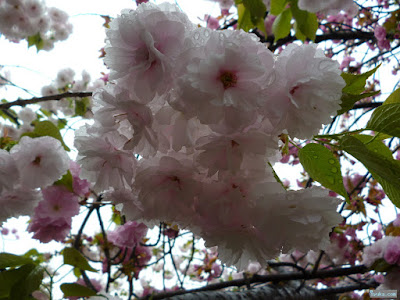 八重桜 八重桜