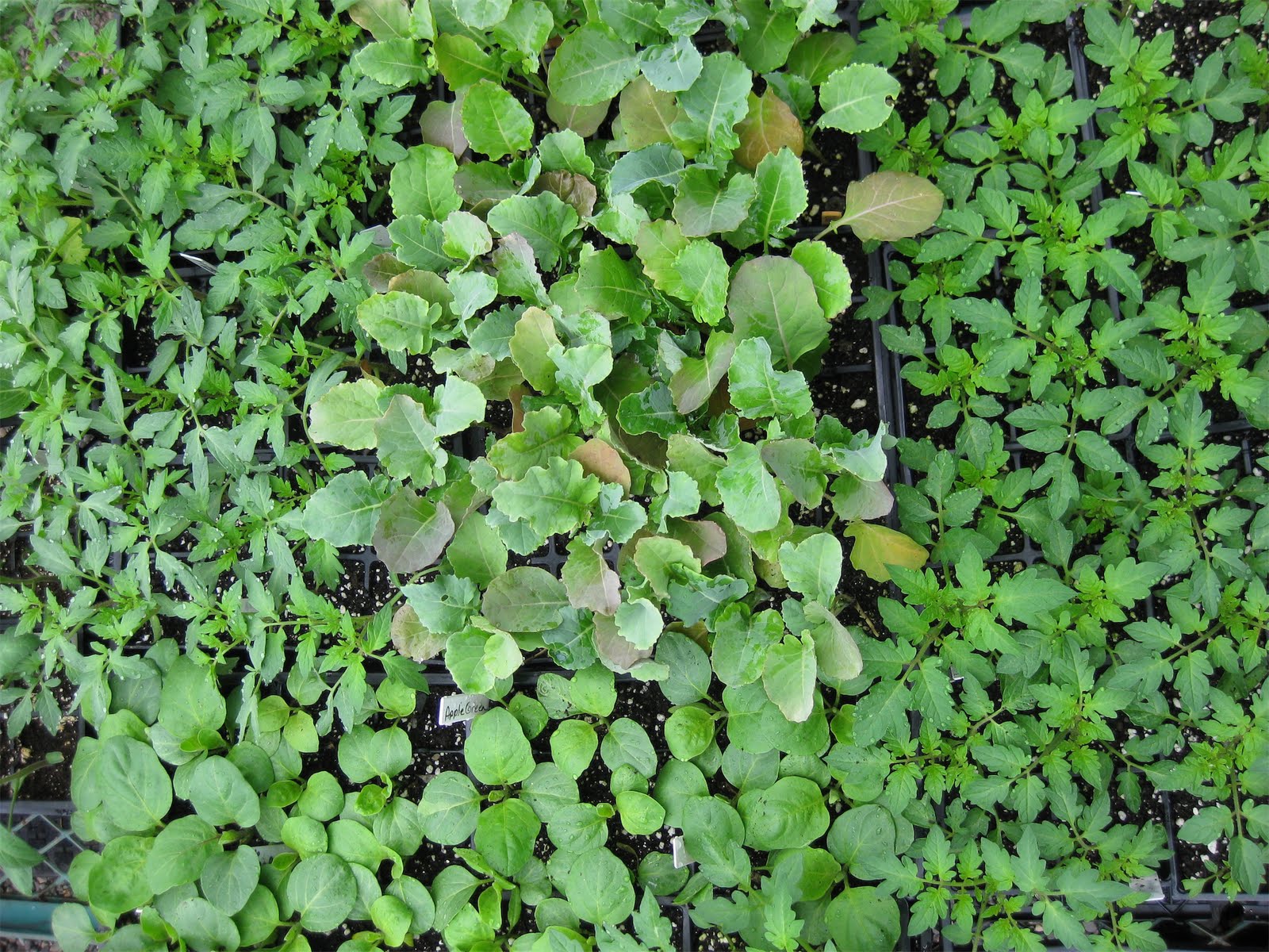 Victoria Gardens Heirloom, Organic, Locallygrown Veggie Starts are in!!!