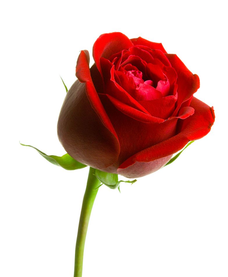 Red Rose Free Wallpaper