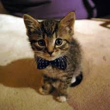 cat cat