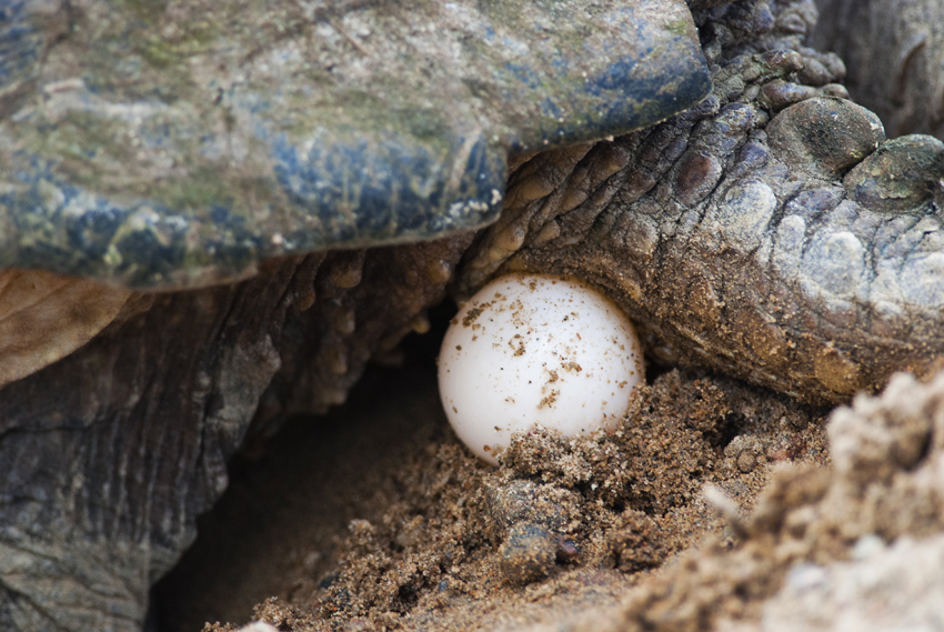 Turtles laying eggs. Fences around the eggs turtles on the beach africa rangers.