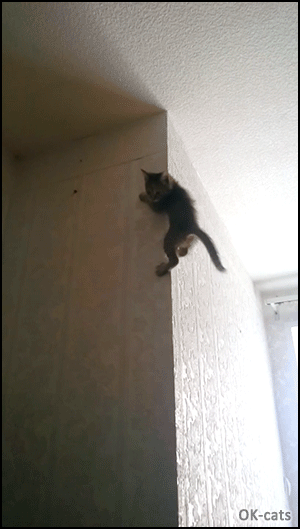 Funny Kitten GIF • Agile spider kitty climbs up and down walls like a boss Funny Kitten GIF • Agile spider kitty climbs up and down walls like a boss