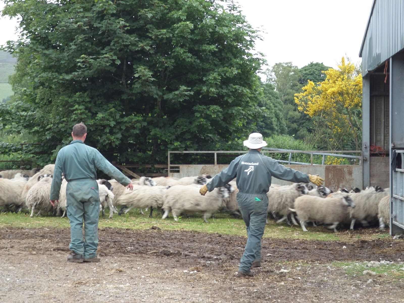 Orzechs, continued Sheep Shearing in Glenogil, Scotland
