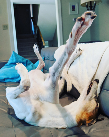 image of Dudley the Greyhound lying on his back on the couch, with his legs in the air and one front leg stretching out in my direction