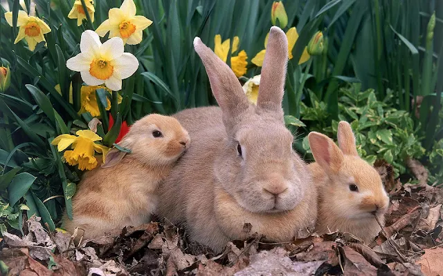 Foto konijnen familie