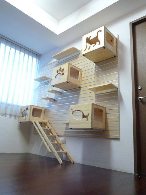 Kamar Kucing Kamar Kucing