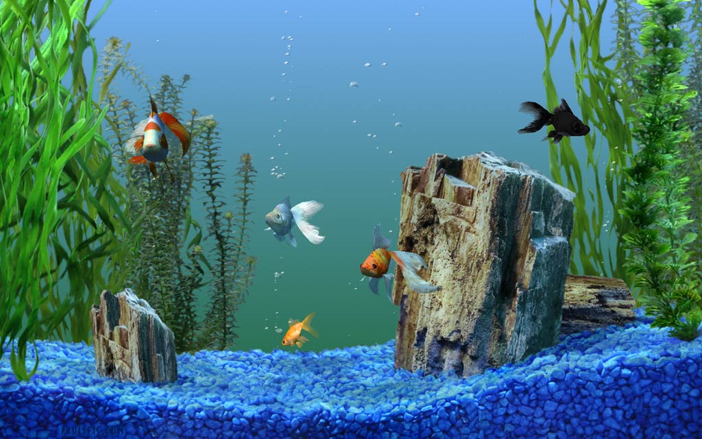 Natural HD Wallpaper Most Popular Screen Savers Beautiful Desktop 