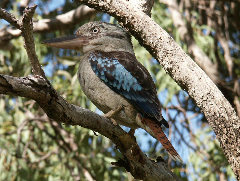 BO629HR Dieren in Down Under