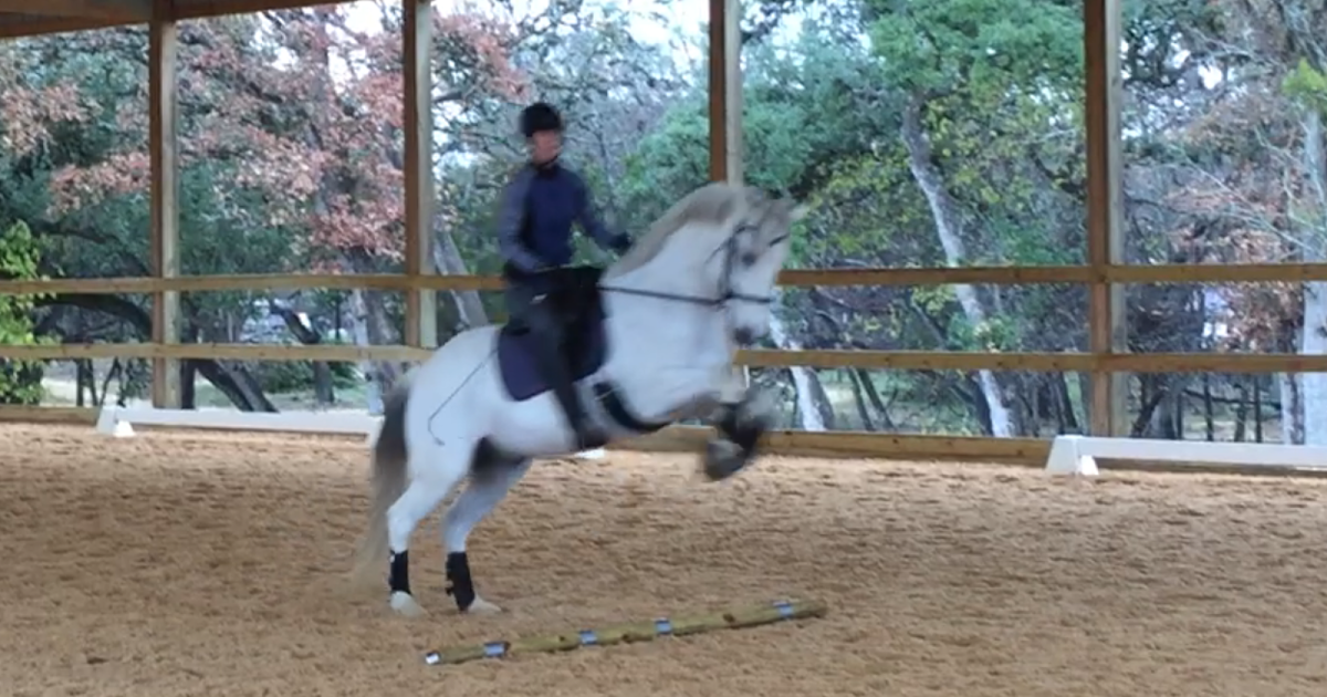 Wyvern Oaks Teaching "flying" lead changes