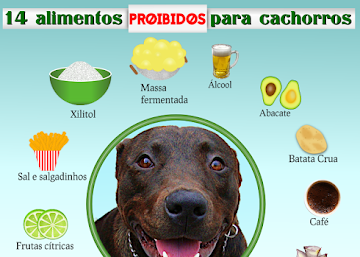 14 alimentos proibidos para cachorros