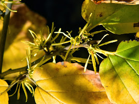 Hamamelis virginiana Witch hazel late fall blooms foliage by garden muses-a Toronto gardening blog