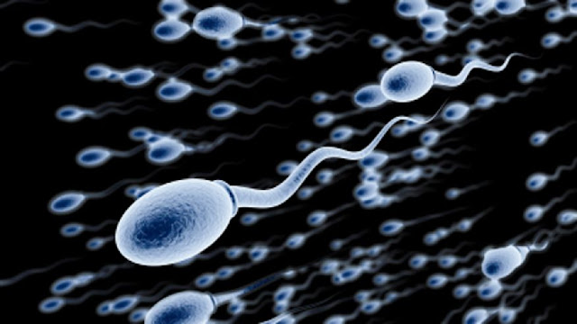 How Does Weight Influence Sperm Quality?