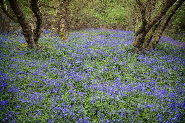Brampton Wood Nature Reserve woodland spring bluebells