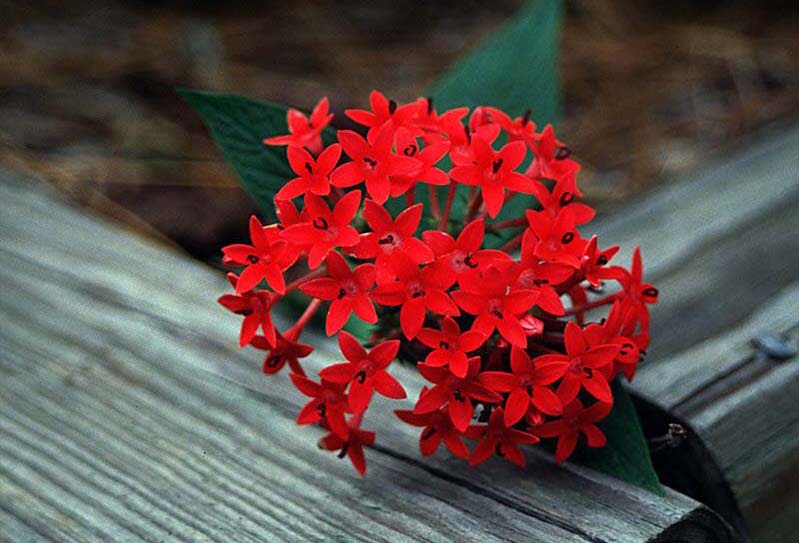 Beechwood Landscape Architecture and Construction Egyptian Star Flower