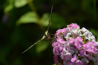Schwalbenschwanz, Dovetail, swaelstert, përputhen, dovetail Schmetterling, mariposa, butterfly, fluture, papillon, бабочка, con bướm, motýl, fjäril, kupu-kupu, féileacán, farfalla, Leptir, drugelis, пеперутка, motyl,