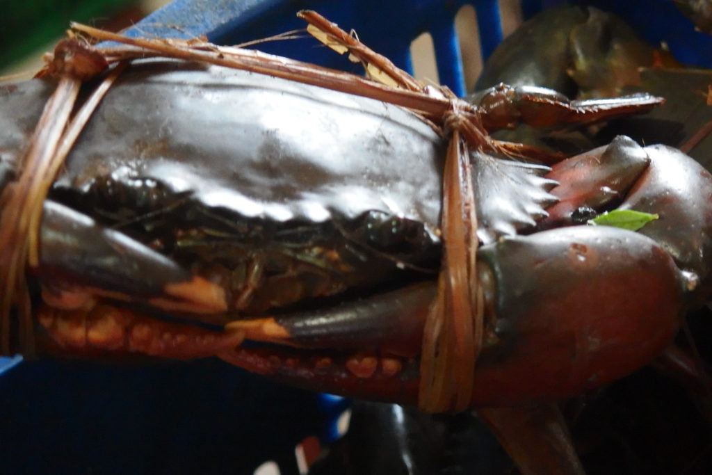 Mud crab farming project report picture