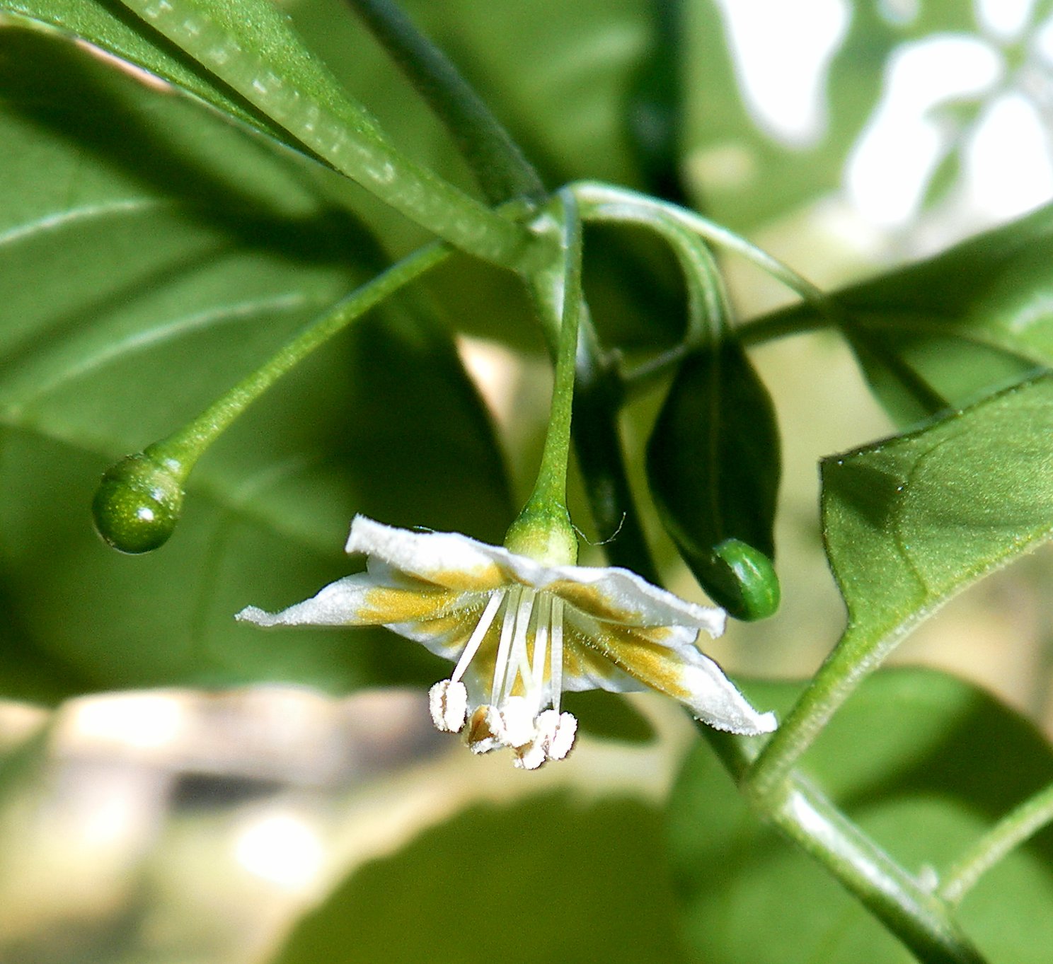 Scirpidiella's Plants Hardy Chili (Capsicum flexuosum)