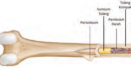 Rangka dan Otot pada Manusia KURIKULUM 2013