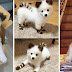 25 Adorable Animals With Extraordinary Colors And Markings That Took Our Breath Away