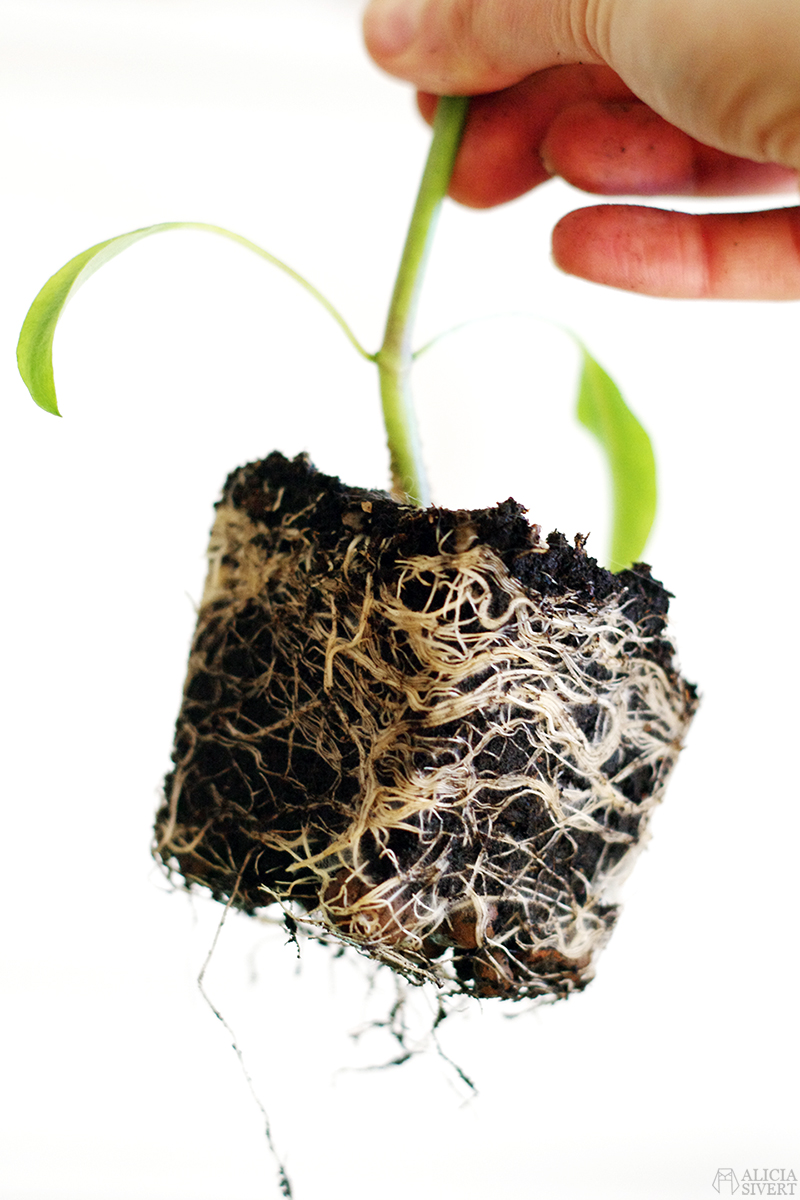 Plants, photo by Alicia Sivertsson.