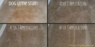 Genesis 950 Remove Pet Stains Remove pet stains Genesis 950