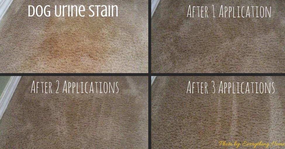 best way to get urine stains out of carpet