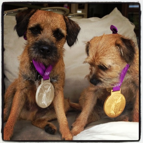 Terrierman's Daily Dose Border Terriers Win Olympics