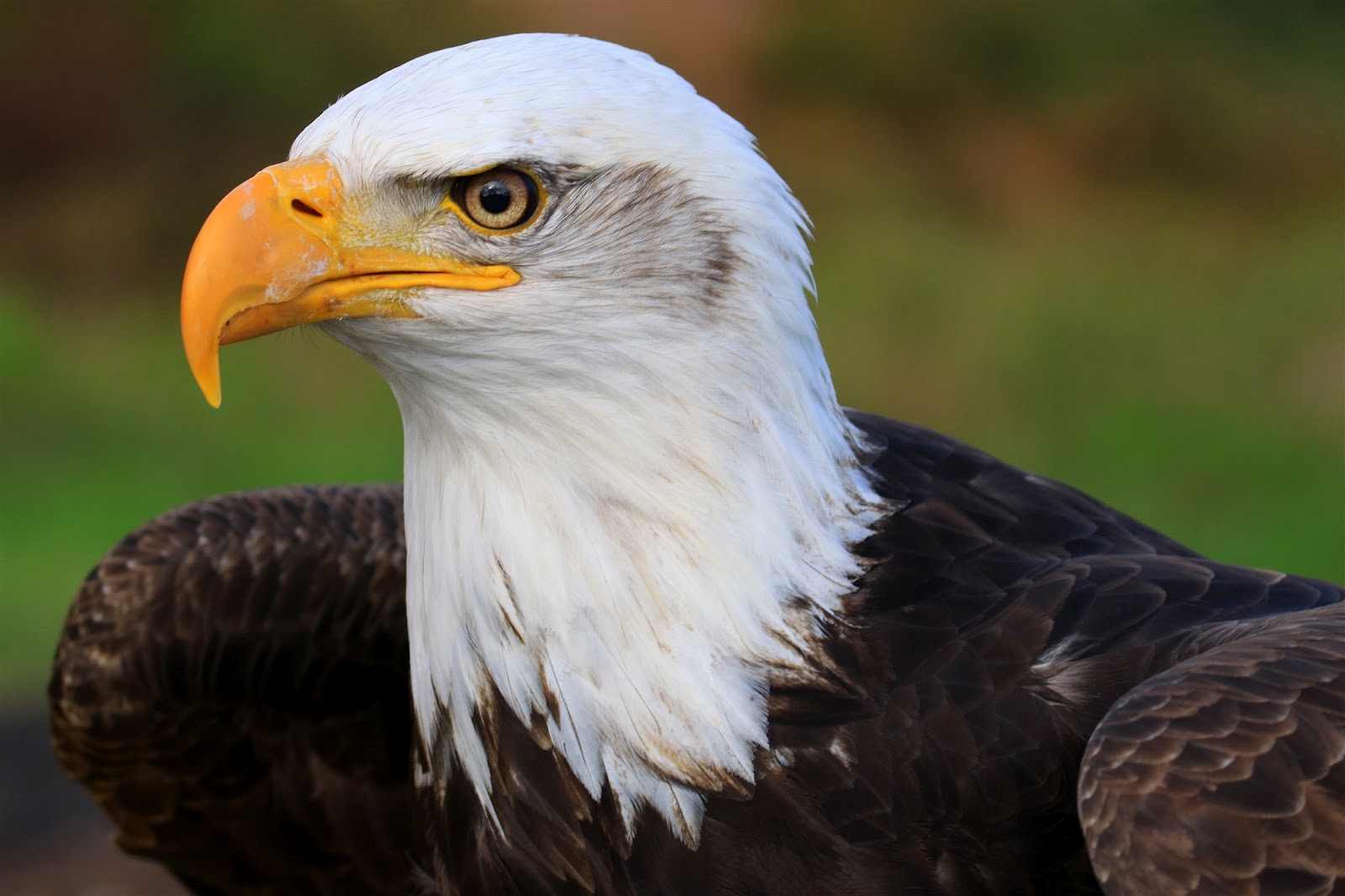 71 Eagle Eyes The Fire: 2012 Eagle Eyes The Fire