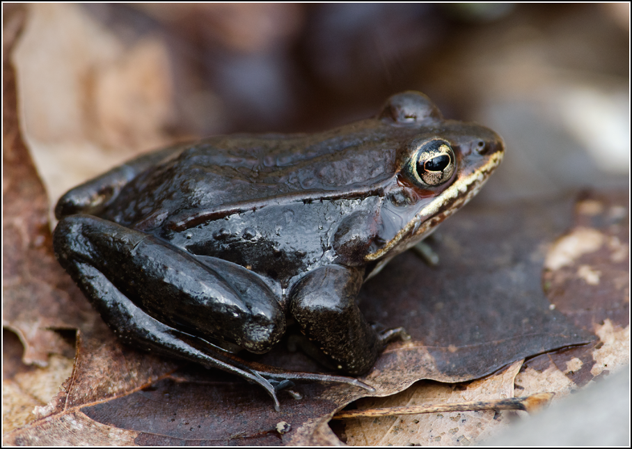 Explorations of an Ecologist Early April herping