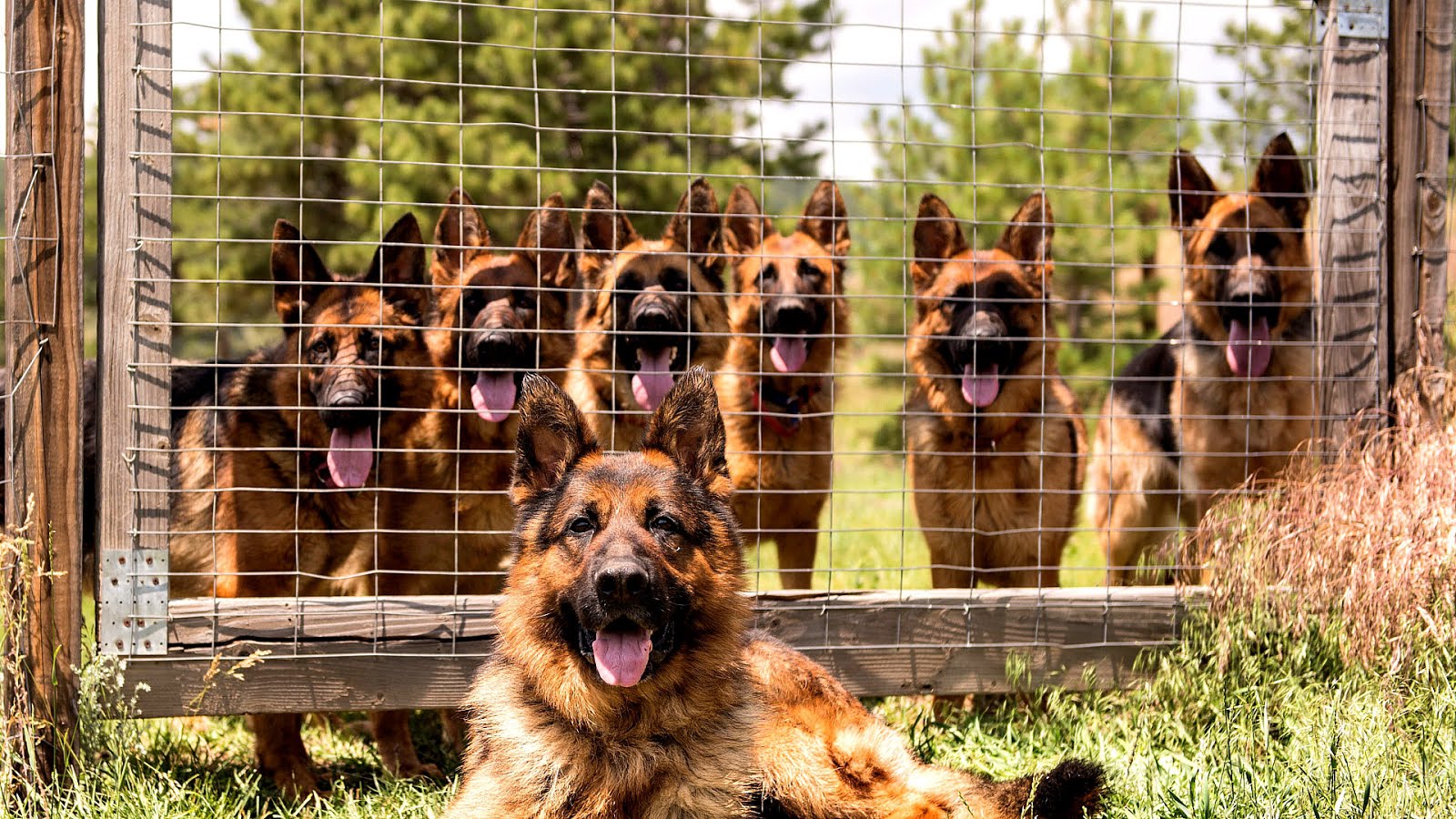 German Shepherd Kennel German Choices