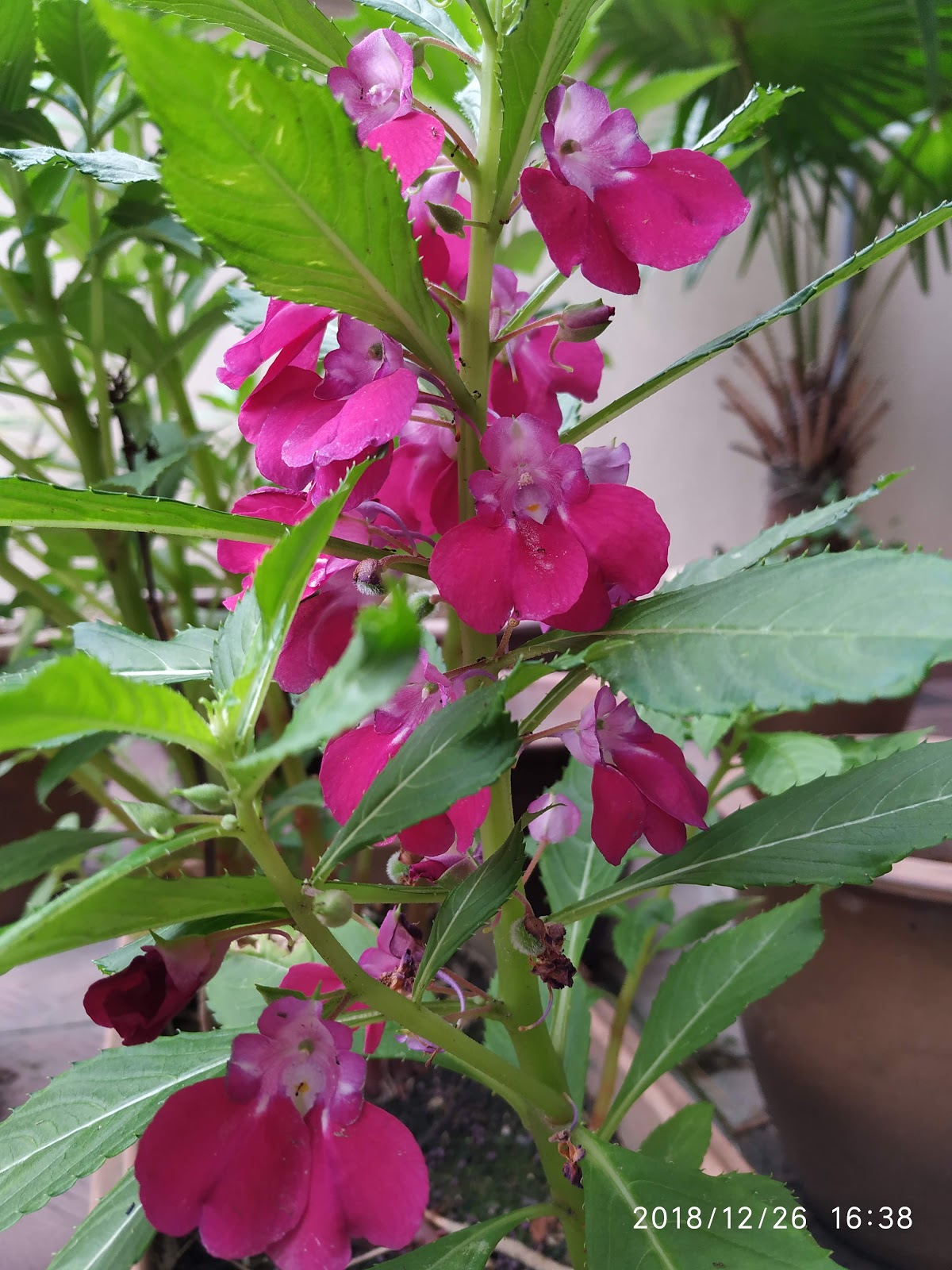 Planting With Kids Balsam Plant Parenting Times