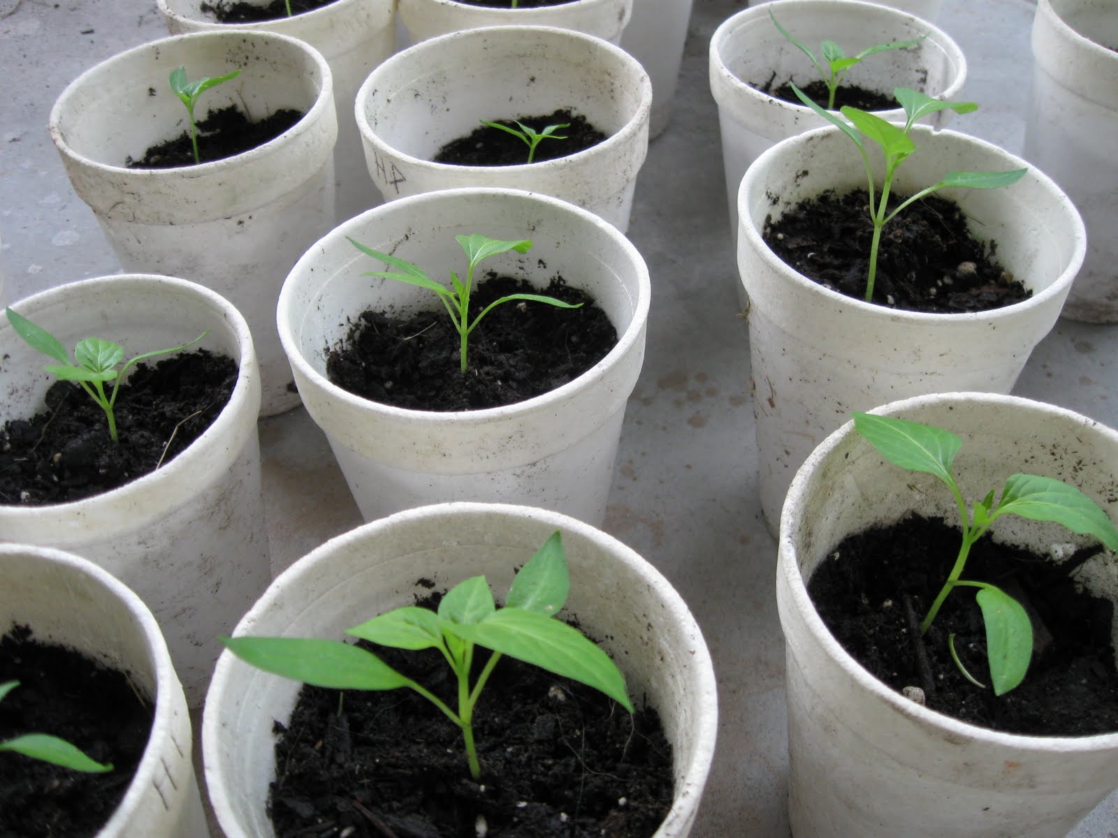 Growing Food in Florida What can we plant in August in Florida?