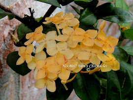 Ixora Plant