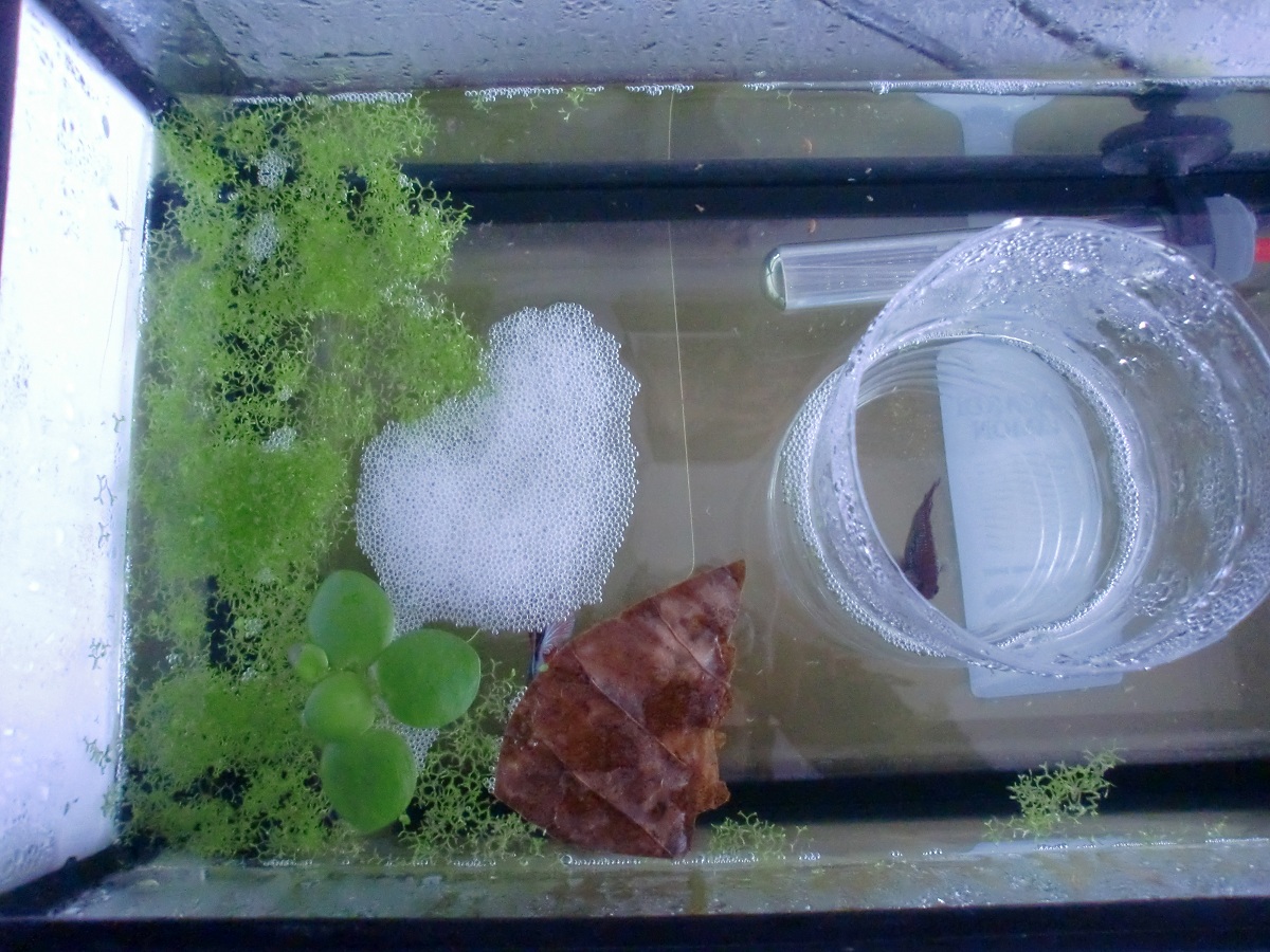 Un blog para todos los amantes