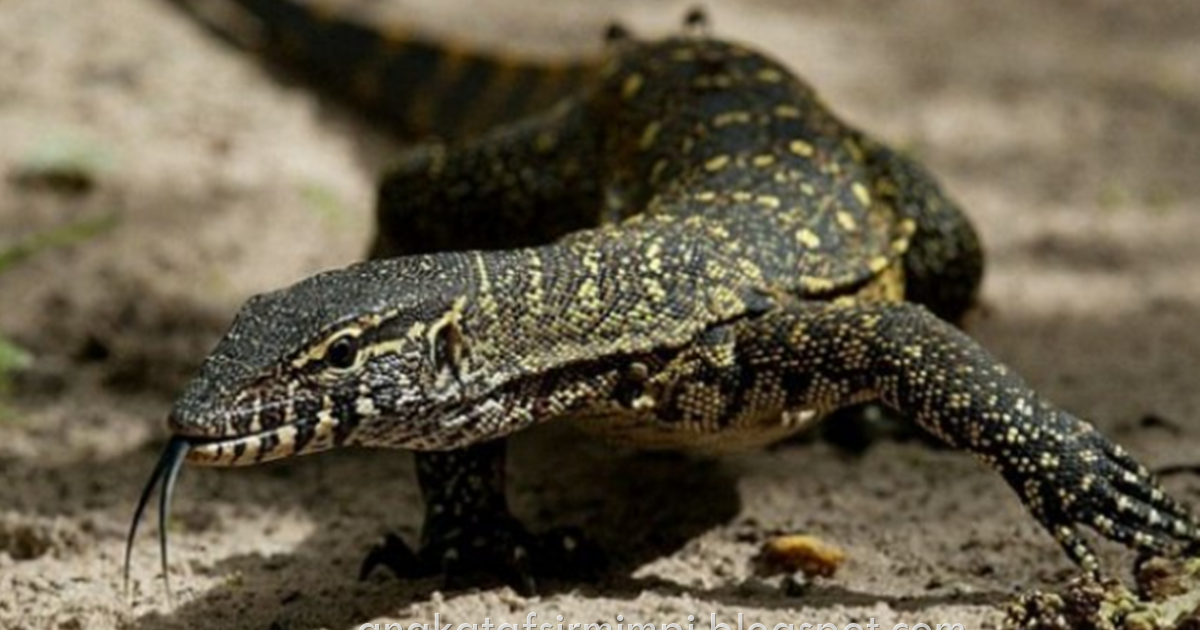 Gambar Erek Erek Binatang Guru Paud