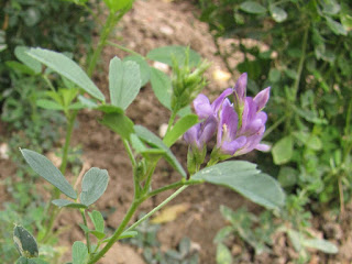 Manfaat Daun Alfalfa Bagi Kesehatan Dan Pengobatan Alami Alfalfa adalah tanaman liar yang biasanya dimanfaatkan untuk pakan ternak seperti sapi ata Manfaat Daun Alfalfa Bagi Kesehatan Dan Pengobatan Alami
