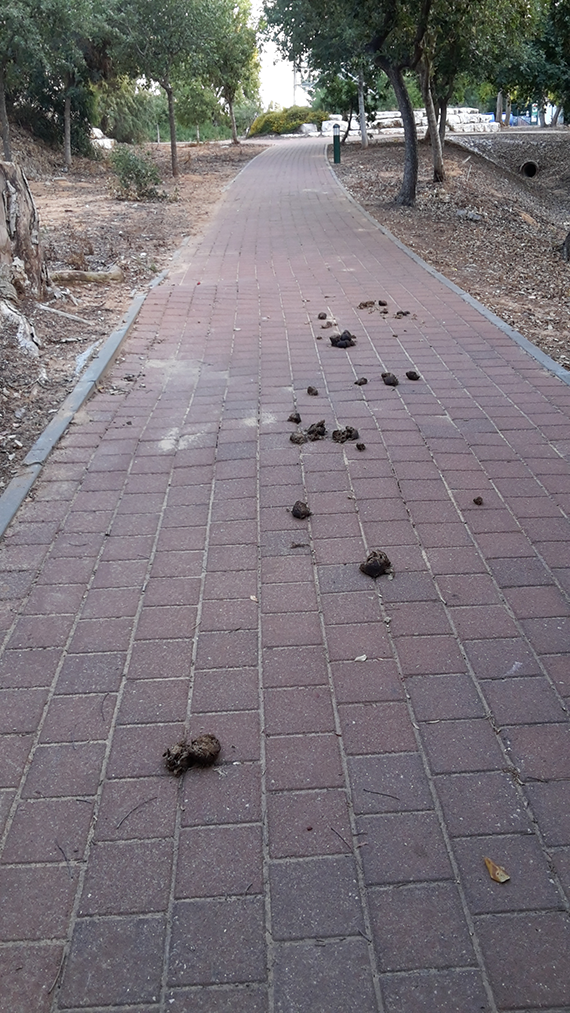 צואת סוסים על השביל בגן החשמל צואת סוסים על השביל בגן החשמל
