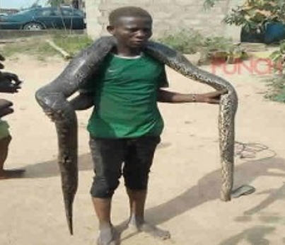 hunter kill giant python charm lagos hunter kill giant python charm lagos
